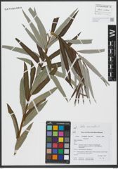 Foto von Salix viminalis L.